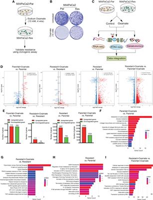 Transcriptional, chromatin, and metabolic landscapes of LDHA inhibitor–resistant pancreatic ductal adenocarcinoma